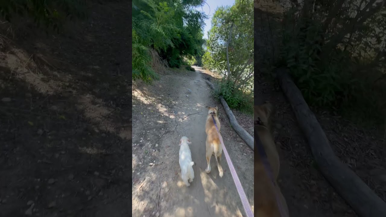 White Man Finds Lost Hungry Little Dog While Hiking Shorts