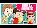 Learn about Human Sounds | Educational Videos for Kids | Cartoon Doo Doo TV