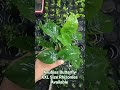 #anubias #bonsai #aquariumhobby #terrarium #moss #javafern #aquarium #aquaticplants #plants
