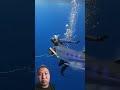 blue marlin spearfishing #spearfishing #shorts