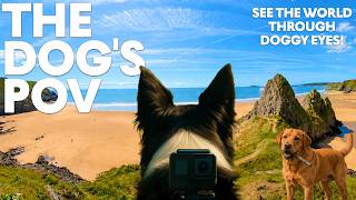Stop Dog Separation Anxiety: 10-Hour Peaceful Beach & Virtual Walk 🌊🏖️ DogTV - 10hrs 🐾🐶 Dog POV