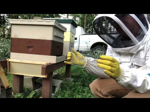 Fall Hive Prep Part I 