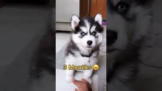 One Week To One Year Siberian Husky Dog Transformation