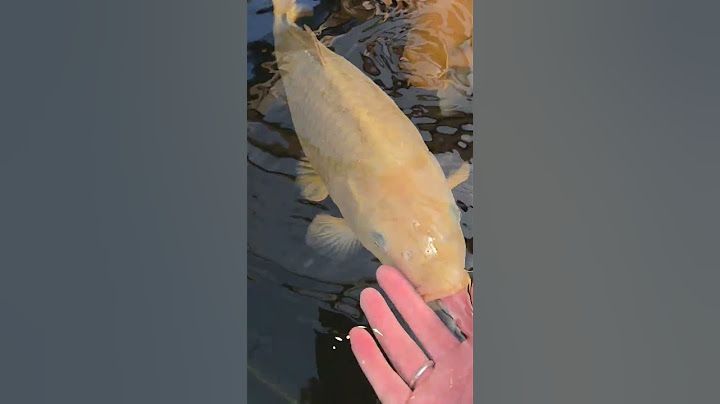 Chagoi my two besties.#koi #chagoi_koi #ponds #goldfishtank #fish #fishing