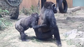 お兄ちゃんが好き過ぎて、離れようとしないキンタロウ⭐️ゴリラ Gorilla【京都市動物園】Kintaro loves his big brother too much ！