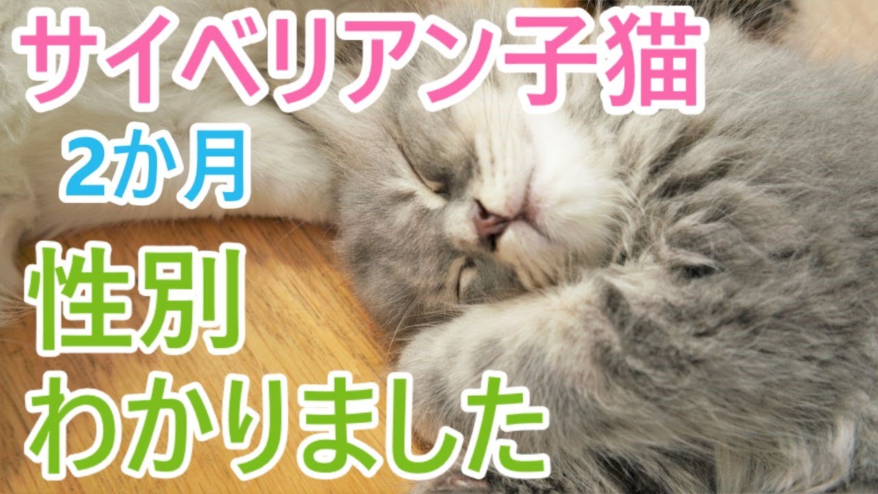 子猫のかわいい成長記録 子猫の性別がわかりました 猫サイベリアン多頭飼い Youtube