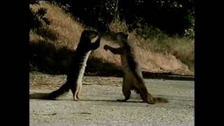 Geico Commercial Squirrels promotional Feature2001