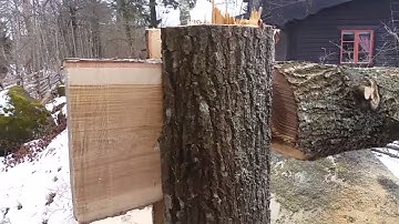 Tongue and groove tree felling technique