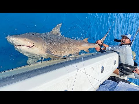 Lizzy Capri VS Giant Sharks