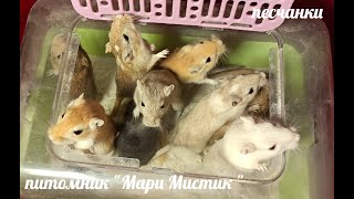 видео: Видео № 9 #ОКРАСЫ_песчанок_на_ПРОДАЖУ 07/09/2022 #ПРОДАЮ_песчанок +7 921 595 08 48 картинка: Видео № 9 #ОКРАСЫ_песчанок_на_ПРОДАЖУ 07/09/2022 #ПРОДАЮ_песчанок +7 921 595 08 48