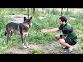 Человек и Волк 🐺, пытаюсь найти контакт ‼️ волки пьют молоко ⁉️Сюрприз в парке Волков.