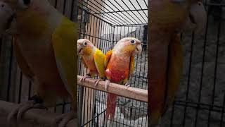 Suncheek high red breeder fertile pairWith fresh dnaNail tail fly all okLocation Faisalabad#foryou