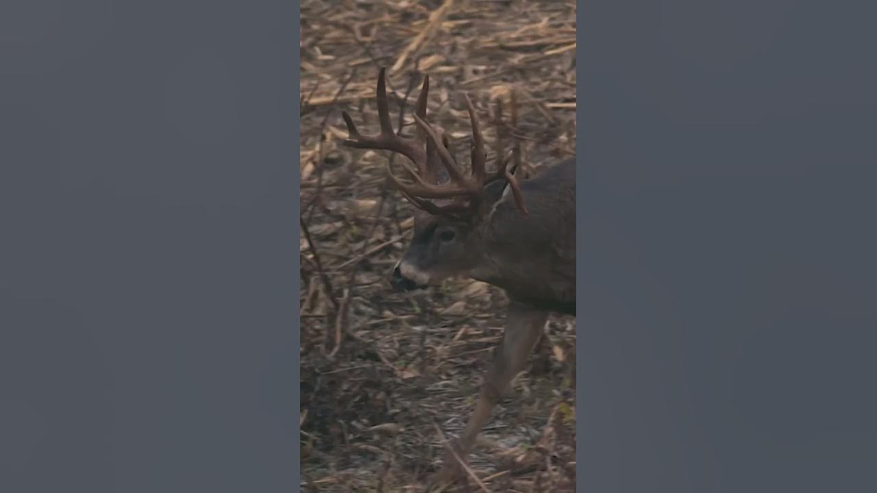 biggest-missouri-buck-we-ve-ever-hunted-youtube