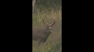 Biggest Missouri Buck We’ve EVER Hunted!