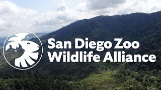 Introducing San Diego Zoo Wildlife Alliance by San Diego Zoo Safari Park 21,654 views 3 years ago 2 minutes, 32 seconds