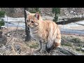Mani is happy to see beauty of mountains 🏔 #kitten #cute #pet #play