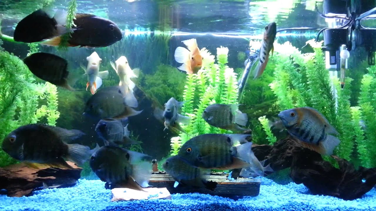 Severum Community Tank - YouTube