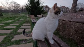 Stray cats / Уличные котики