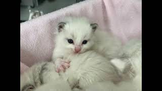 Ragdoll kittens are 18 days old by Ragdolls 149 views 3 years ago 57 seconds