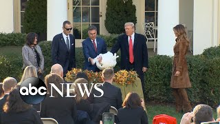 Trump pardons Turkey