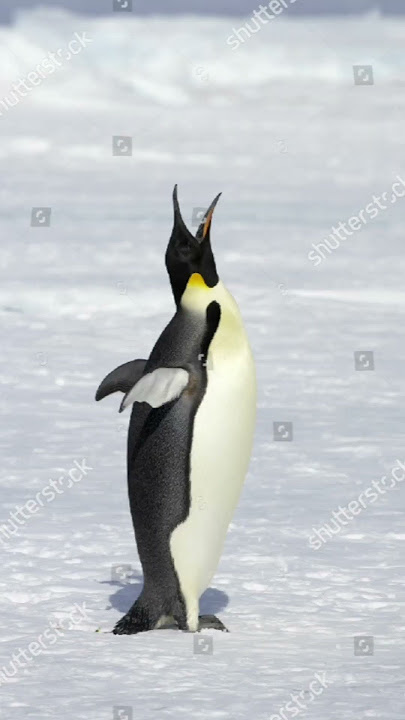 voice of penguin bird