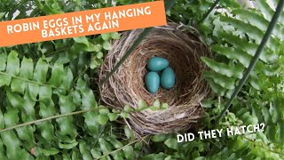 How long does it take Robin eggs to hatch?