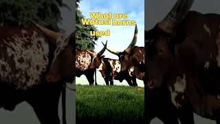 Why are Watusi Horns so Big? What are Watusi horns used for? #shortsvideo