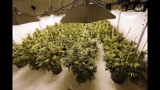 Cannabis Meets Cannabox Containers with Scojo The Herb Advisor