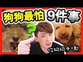 【測驗】🐶狗狗「最害怕」的9件事！？Muffin和Brownie誰較大膽？(中字)