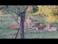 [Kenya 2022] Lion cubs are being fed