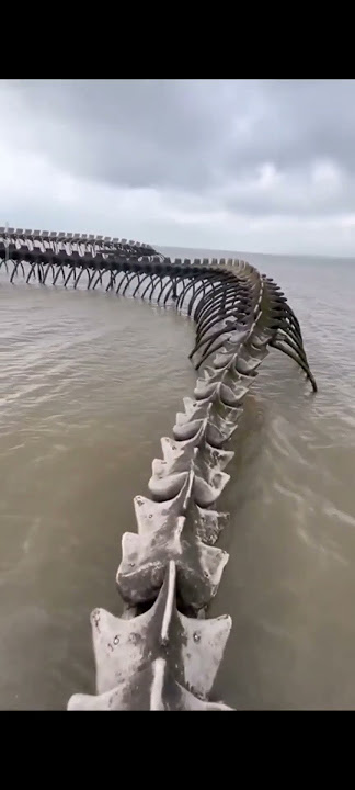 DEAD snake skeleton/Big snake at sea