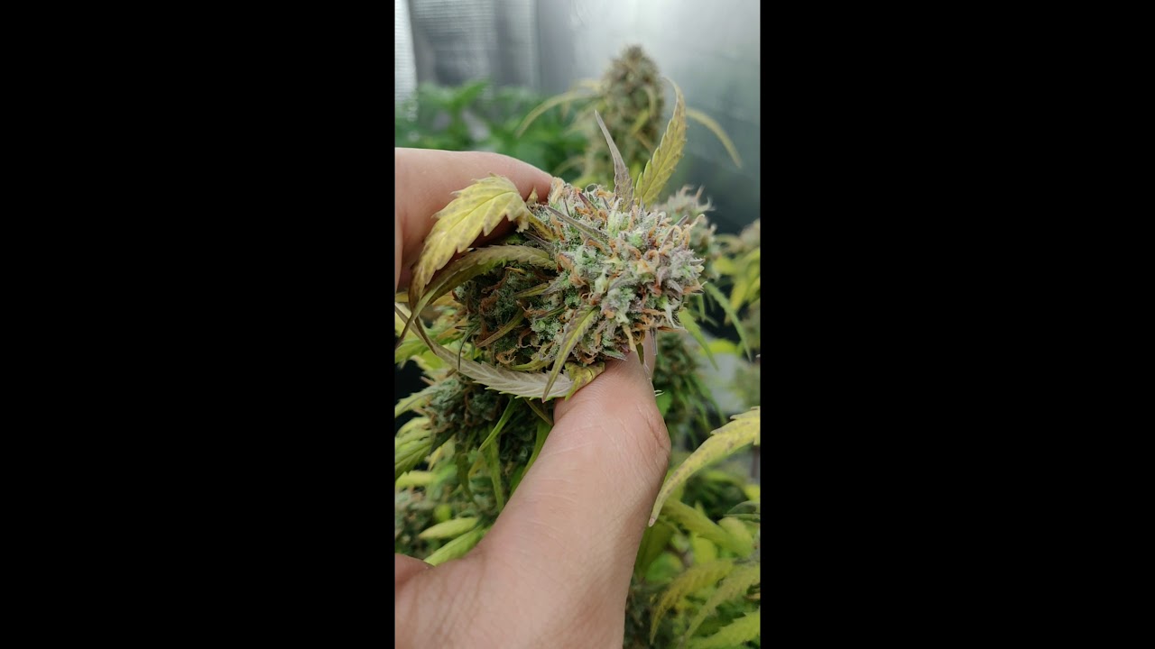 Blue Amnesia Auto Days 89
