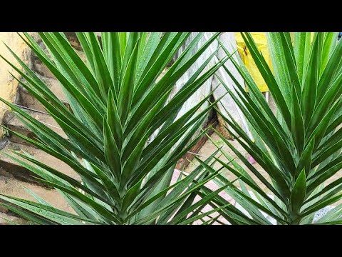 Video: Yucca-olifant (22 Foto's): Kenmerken Van Zorg En Reproductie Thuis. Wat Als De Bladeren Geel Worden? Hoe Een Bloem Correct Water Te Geven: Van Bovenaf Of Van Onderaf?