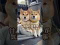 甘えん坊豆柴が気になってる事 #Shorts #shortvideo