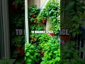 Eco-Friendly Urban Gardening Tips