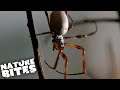 Best of the Creepy Crawlies: Terrifying Insects | The Secret Life of the Zoo | Nature Bites