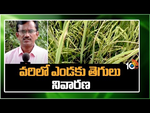వరిలో ఎండకు తెగులు నివారణ | Pest Control Techniques In Paddy Cultivation | 10TV News - 10TVNEWSTELUGU