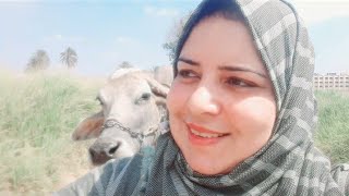 حماتى علمتنى احلب الجاموسة واتحديت البطالة😄😄 Buffalo milking method