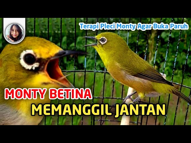 Terapi Pleci Monty Betina Birahi Memanggil Jantan Merangsang Buka Paruh class=