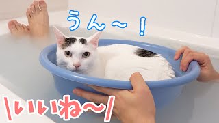 飼い主とお風呂で一緒に温まりたい猫たちが大集合