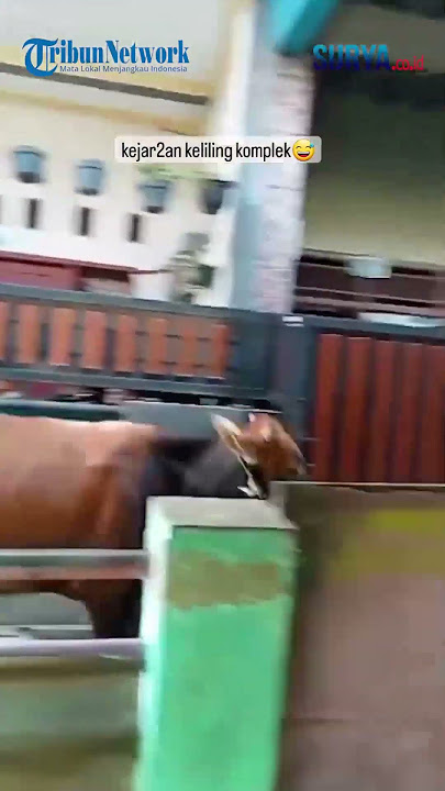 Download lagu SERBA-SERBI Saat Idul Adha! Dikejar Sapi Hingga Keliling Kampung: Diajak Olahraga Dulu