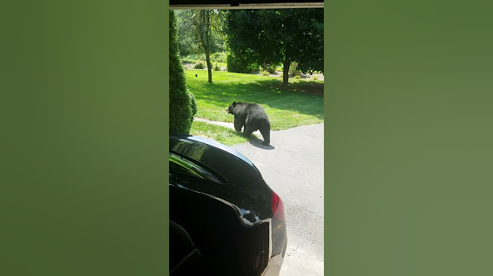 Bloomfield man has close encounter with black bear
