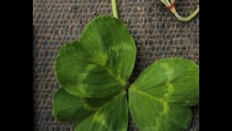 The Australian Pastures Genebank Fast videos descriptors