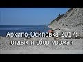 Август в Архипо-Осиповке: купаемся в море, собираем фундук и ежевику. Прохоровский пляж. Часть 1