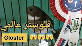 كناري ڨلوستر خرافي في بطولة العالم إسطنبول تركيا 🇹🇷 canari gloster