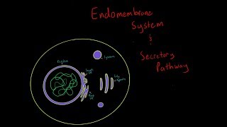 The Endomembrane System EVERYTHING YOU NEED TO KNOW FOR MCAT