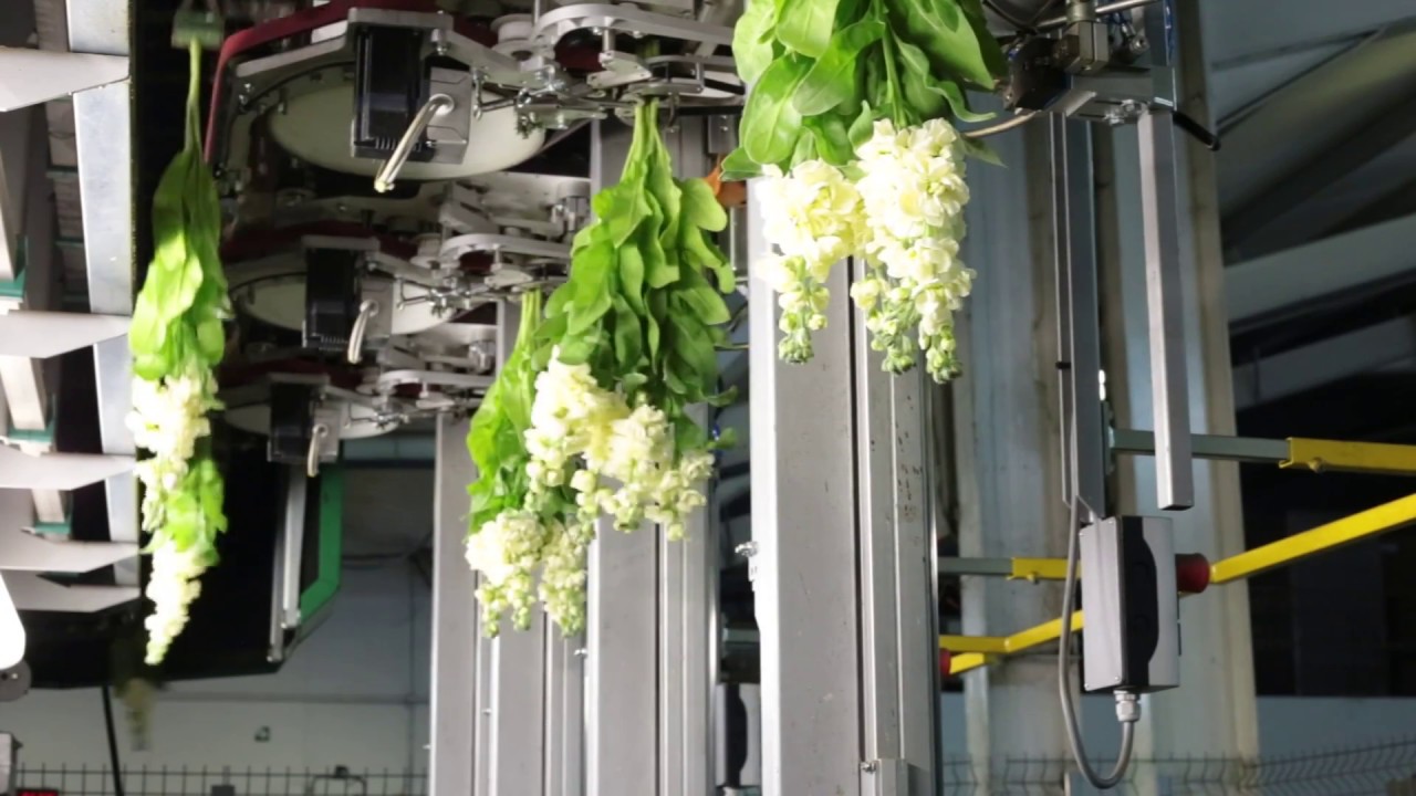 Grading and bunching stocks at Belmont Nursery Flowers and Bulbs with a