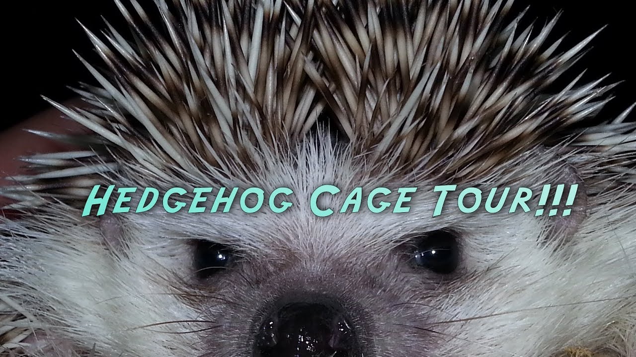 watershed River the Hedgehog Cage Tour October 2013