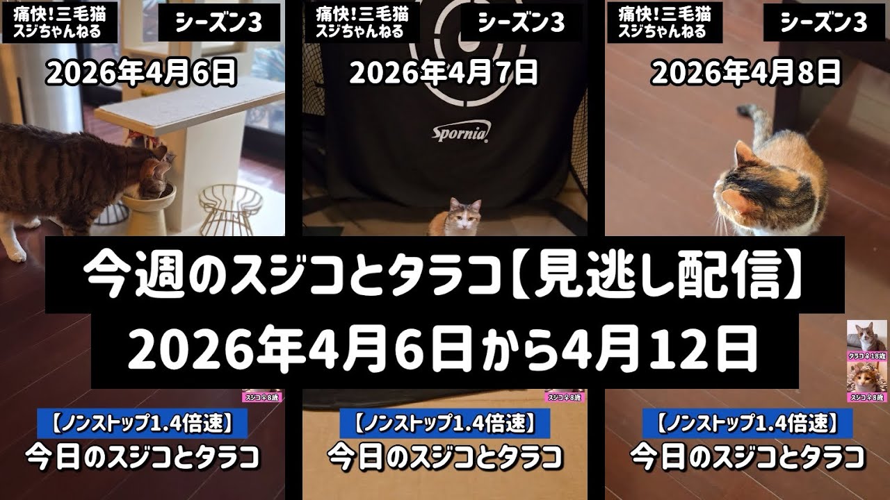 220. 痛快三毛猫スジちゃんねる【シーズン3】今週のスジコとタラコ