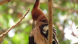 Hoopoe prrening screenshot 4